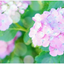 hydrangea6