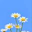gentle bloom