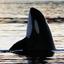 Orcinus orca