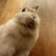 ★★★Java犬★★★