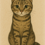 黒猫_占い