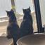 MapleCats