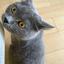 ねこちデザイン