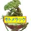 モトメラック
