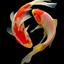 Koi Nobori