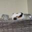 spotted_cat