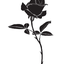 Blackrose_coco