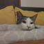 moke1111