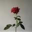 rose230928