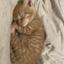 ねこの中身