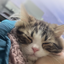 便利屋チロル