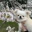 Hanami0507
