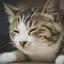 cat_k