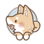 シバ犬　Shiba