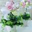 Hortensia  RH