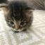 atto 保護猫