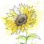 chitose flower