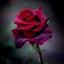 LA BIAN ROSES