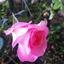 Roseme