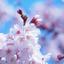 sakura_music