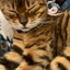 ありがとうショップ