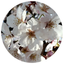 咲龍sakura