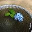 hydrangeaa