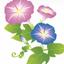 蕣あさがお