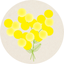 designmimosa