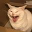 SHIRATAMA CAT