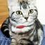 猫派のアリス