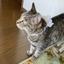 こじかねこ