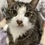 創作の国のエルシィ