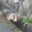 安達　鋼　（あだち　こう）