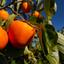 Persimmon Program