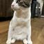 ぽん猫さん