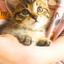 銀の猫ルナ