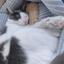 介護福祉士の猫村