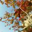 surpass