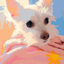 Shiroinu_AI Creator