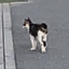 小猫jp