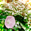 madder_note
