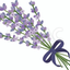 Lavenderラベンダー