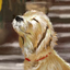 Retriever_Desk