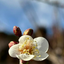 sora_2200