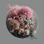 Anemones