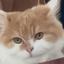 bellneko_edit