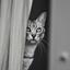 Silver  Cat