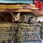 Catwork