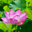 LOTUS PROJECT